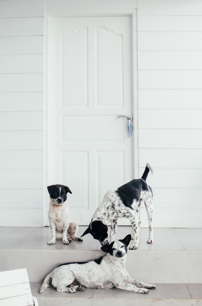собаки и дверь